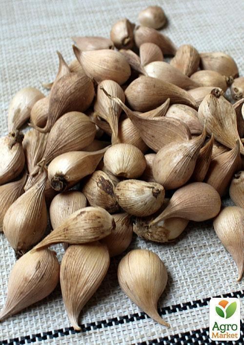 Ирис голландский "Alaska"  5шт в упаковке - фото 2