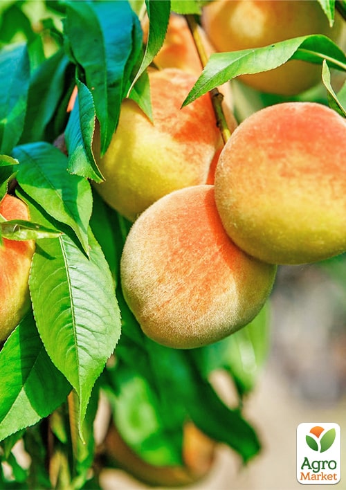 Персик "Дружба" (летний сорт, среднего срока созревания) - фото 4