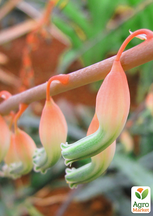 LMTD Гастерия "Little Warty" высота растения 15-25см - фото 6