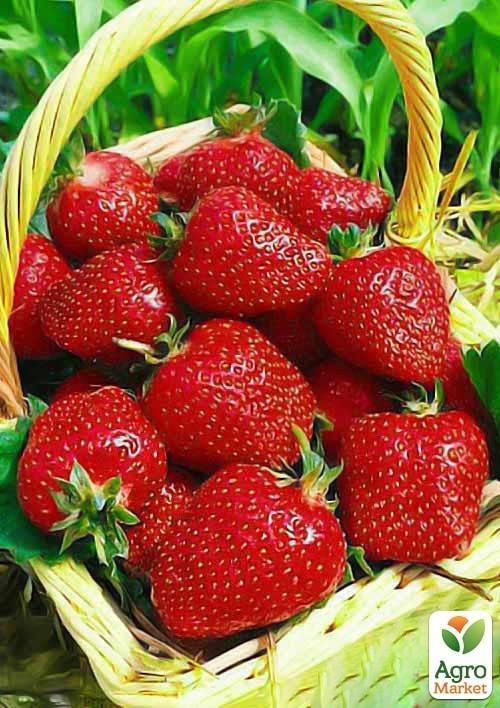 Полуниця "Монтерей" (Monterey)  (ремонтантний високоврожайний сорт)