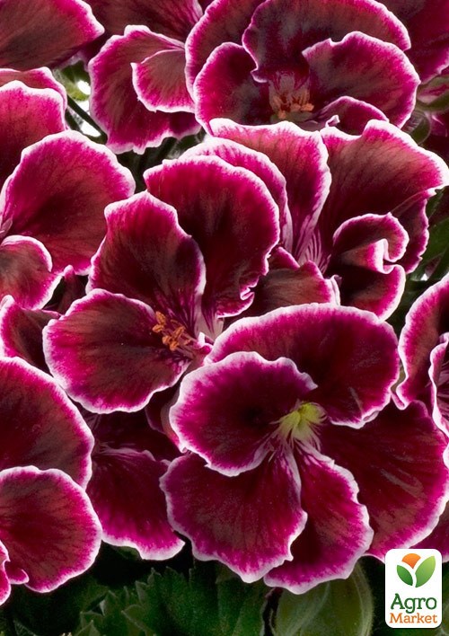 Пеларгония Королевская Aristo "Black Beauty"