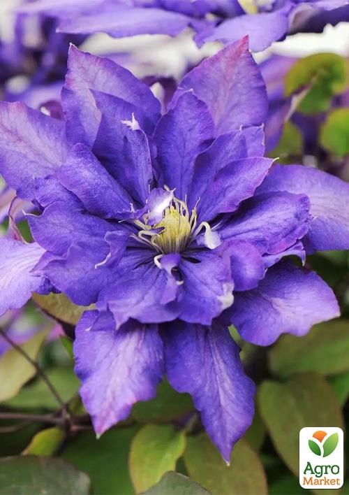 Клематис 3-х річний "Daniel Deronda" С2 - фото 3
