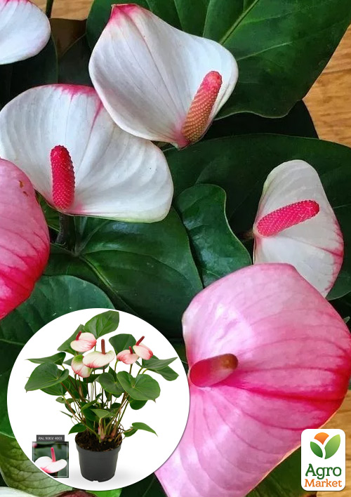 Антуриум (Anthurium) "Pr Am Elegans"
