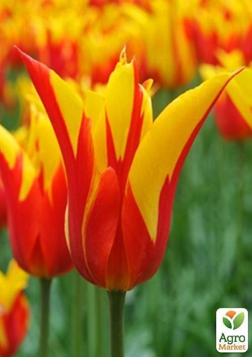Тюльпан "Fire Wings" (размер 11/12 , крупный) 3шт в упаковке