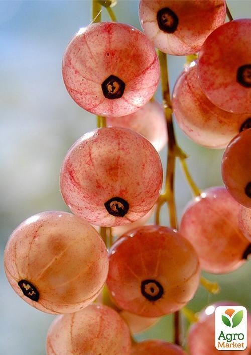 Порічка (смородина) рожева "Любава" Ексклюзив! - фото 2