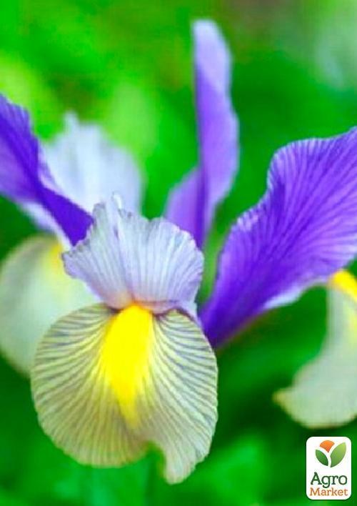 Ирис голландский "Silver Beauty" (размер 8/9 , крупный) 5шт в упаковке