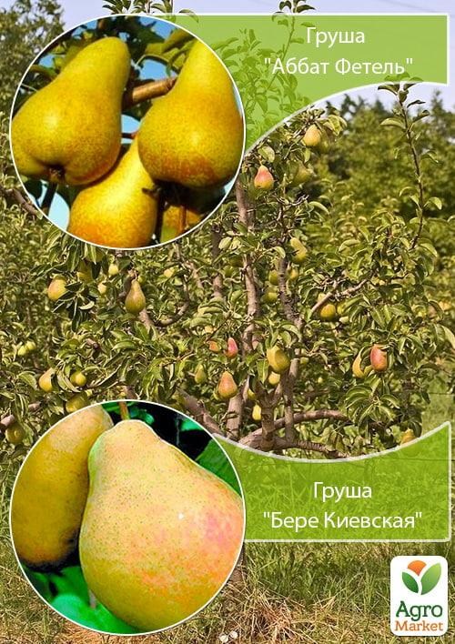 Дерево-сад Груша "Аббат Фетель+Бере Киевская" 