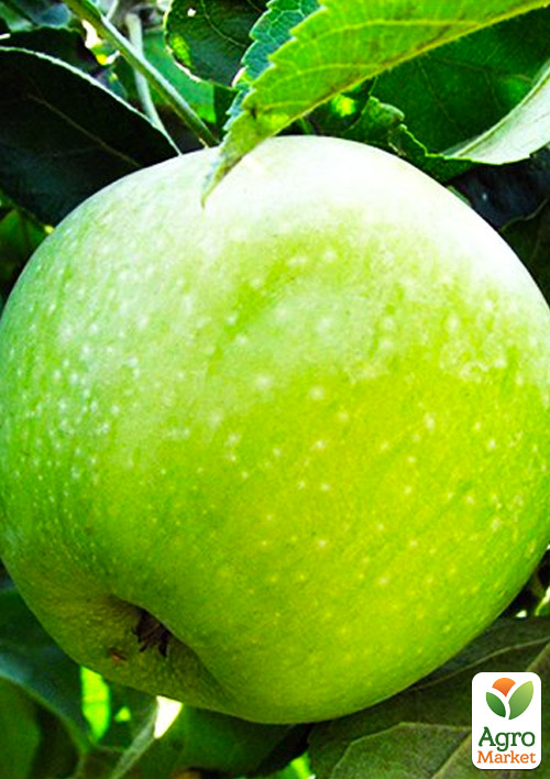 Яблоня "Ренет Симиренко" (Симиренко) (зимний сорт, поздний срок созревания)