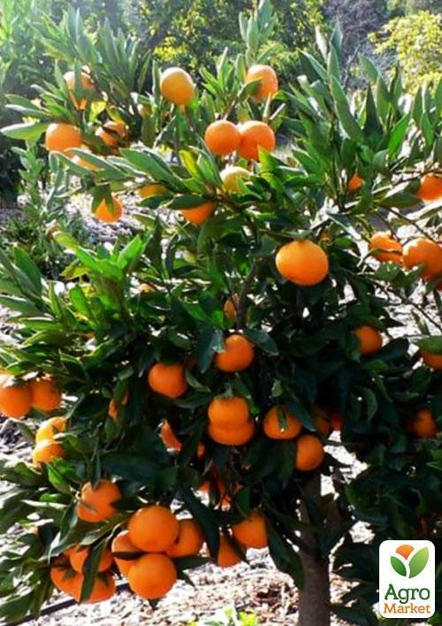 Мандарин "Миагаве Васе" - фото 5