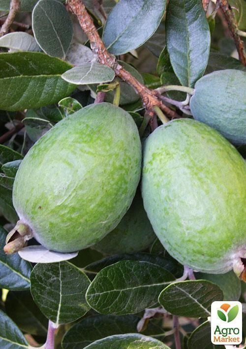 Фейхоа зеленая "Король Жоан" (King Joan)