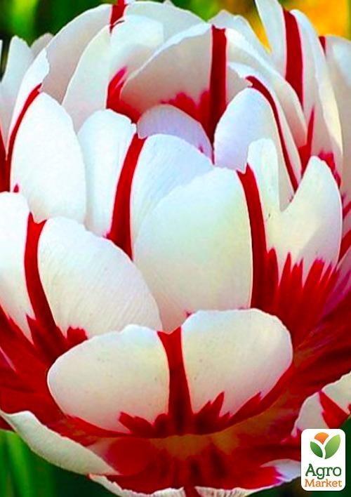 Тюльпан "Carnaval de Nice" 3шт в упаковці