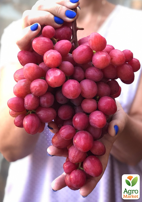 Виноград "Дынька" (очень сладкий морозостойкий мускат) - фото 4