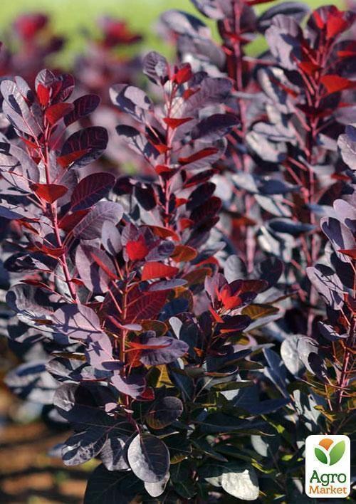 Скумпия кожевенная, лист 100г