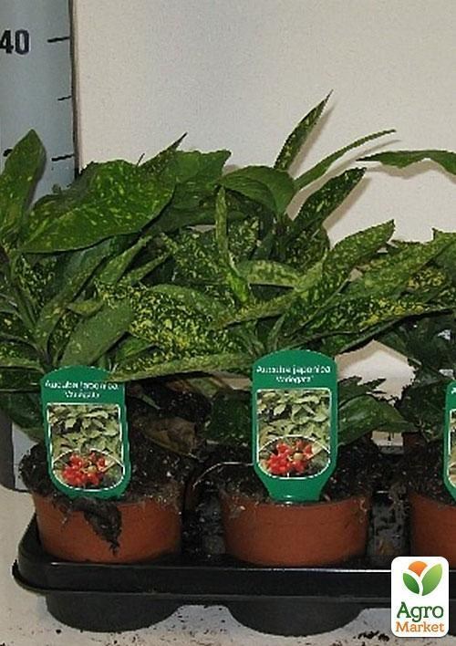 Аукуба японская пестролистная "Золотое дерево" (Aucuba japo. Variegata) дм 13 см выс. 25 см