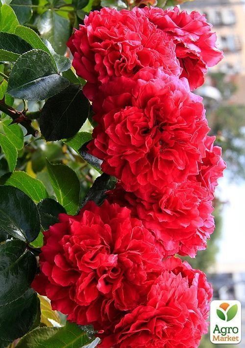 Троянда флорибунда "Red Leonardo da Vinci"