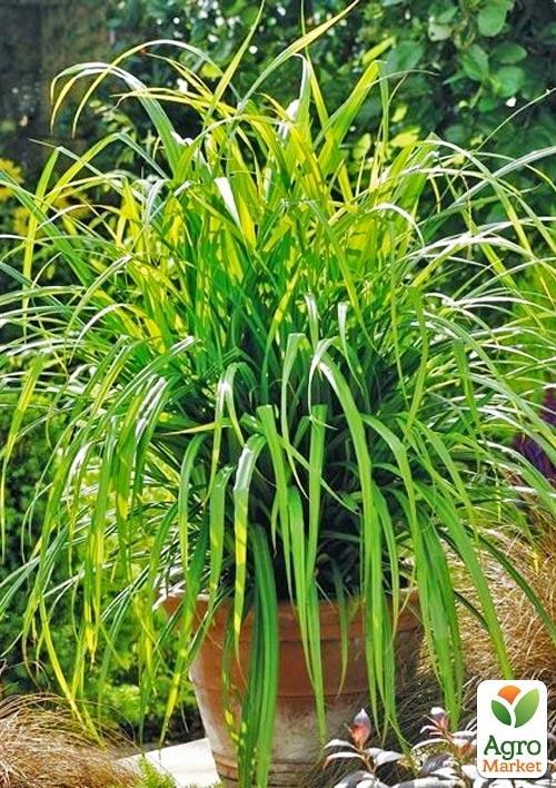 Осока повислая "Pendula" вазон С2