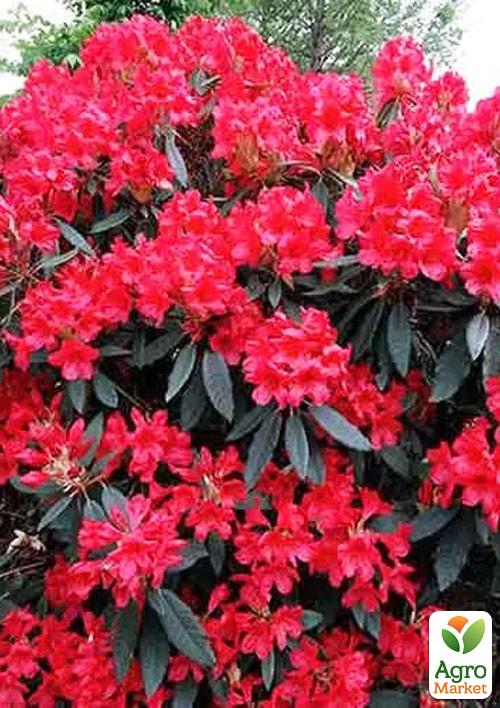 Рододендрон гібридний "Dotello" - фото 5