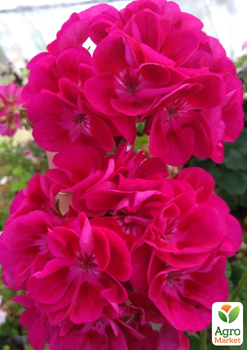 Пеларгония зональная Flower Fairy "Strawberry" 