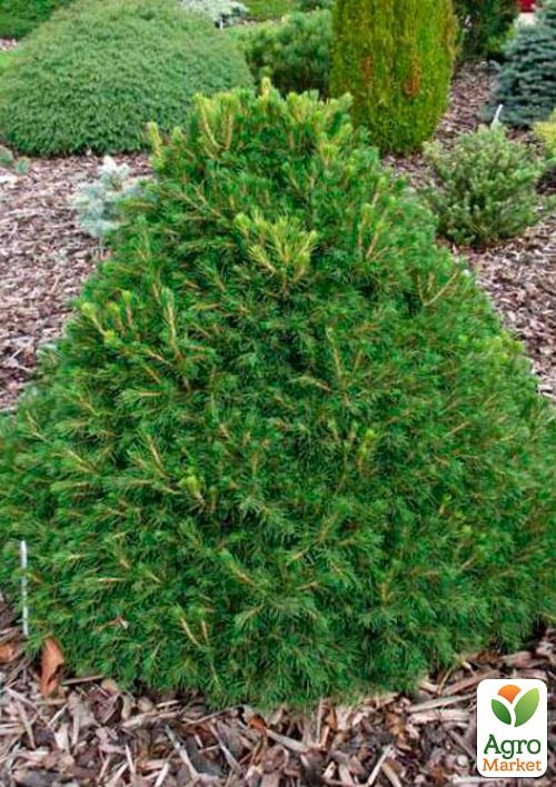 Ель обыкновенная "Tompa" C2, высота 15-20см