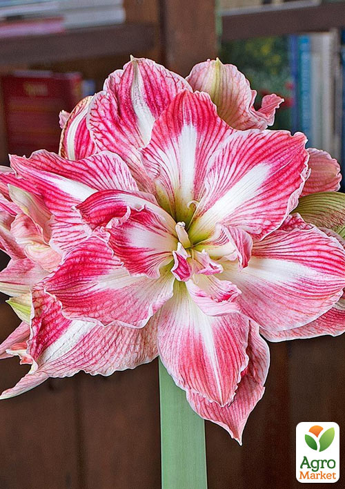 Гиппеаструм махровый "Pretty Nymph" (Амариллис) 