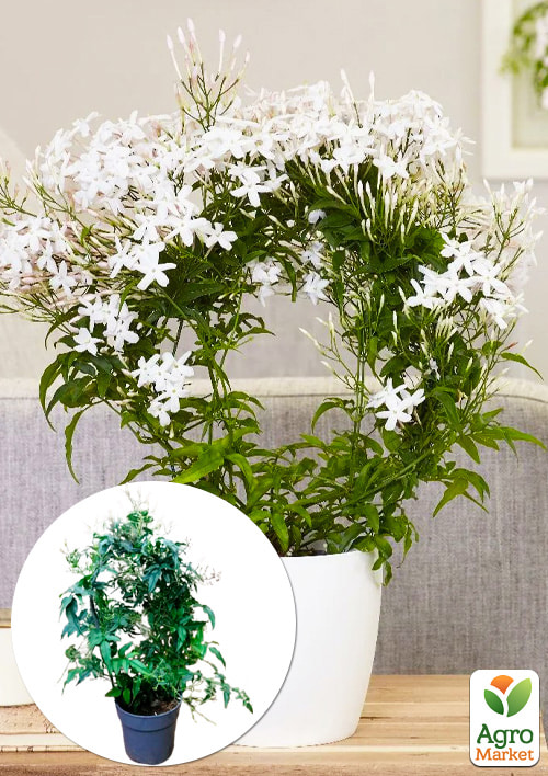 Жасмин комнатный "Jasminum polyanthumi" 