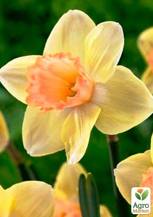 Нарцисс "Modulation" (размер 12/14 , крупный) 3шт в упаковке