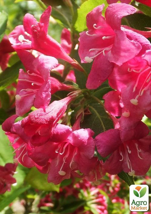 Вейгела "Бристоль руби" (Bristol Ruby) - фото 7