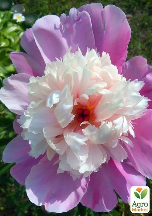 Півонія "Біло-рожевий шедевр" ТМ "Vesna Exclusive" 3шт - фото 4
