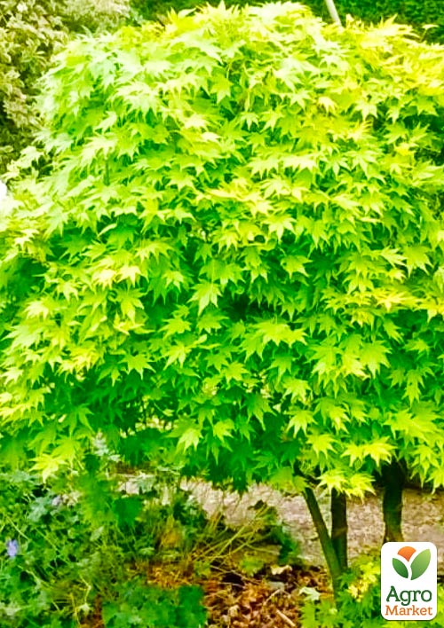 Клен пальмолистный (Acer palmatum Going Green) вазон Р9