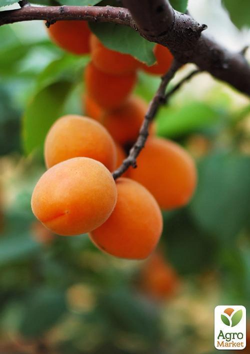 Абрикос "Голд Рич" (літній сорт, середній термін дозрівання) - фото 5
