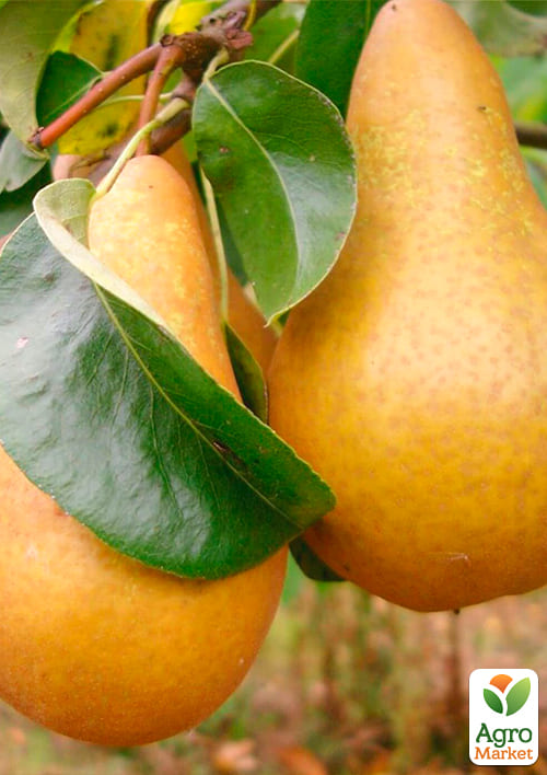 Груша "Бере Боск" (осенний сорт, средний срок созревания) - фото 4