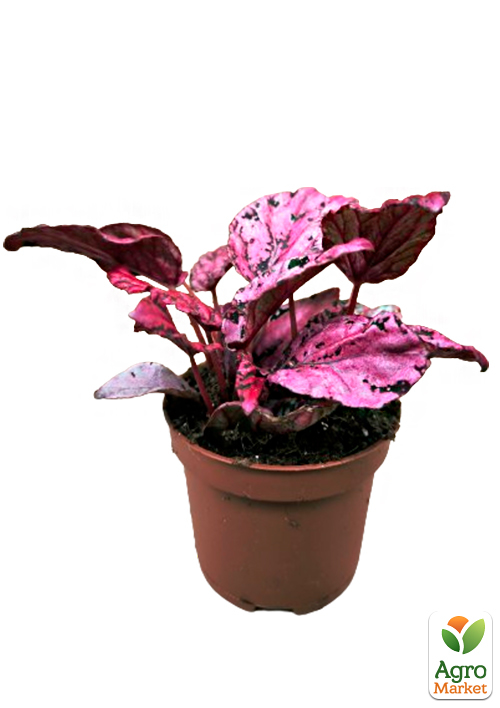 Бегония королевская REX "Pink Perfection" 20-30см - фото 5