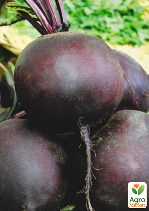 На вагу Буряк "Бариня" ТМ "Весна" ціна за 10г