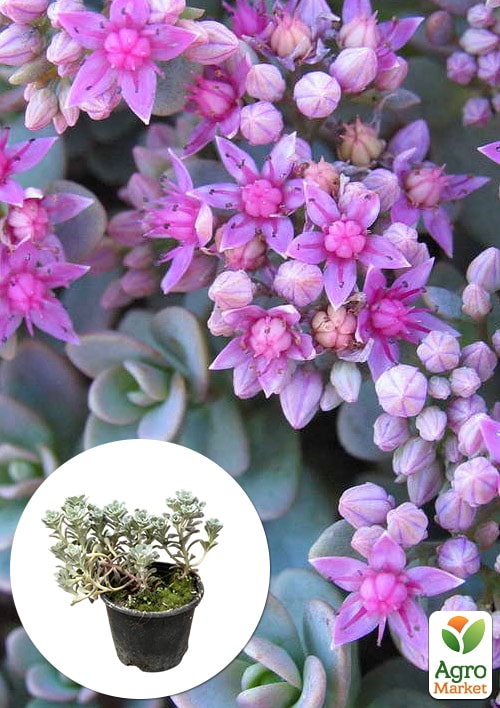 Очиток синий "Rasenteppich" (Sedum cyaneum)