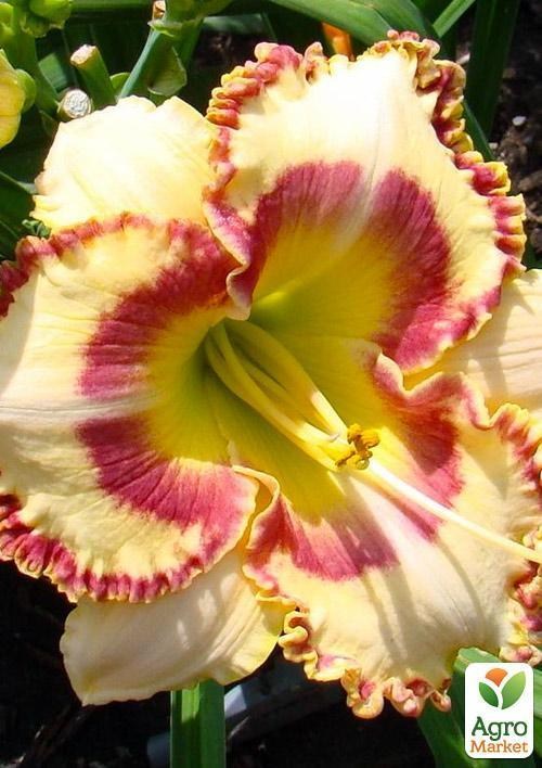 Лилейник "Lady Betty Fretz"  - фото 2