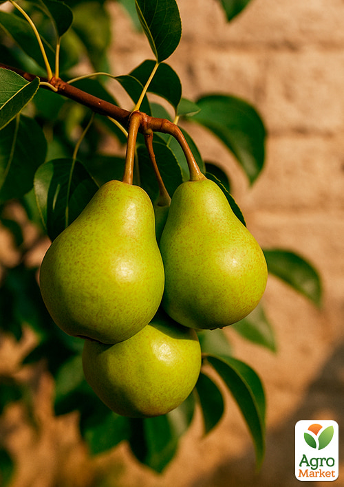 Груша "Бере Гарді" (осінній сорт, середній термін дозрівання)