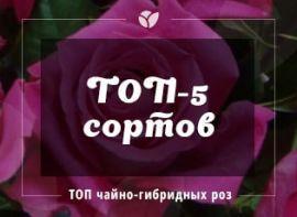 ТОП-5 невибагливих чайно-гібридних троянд