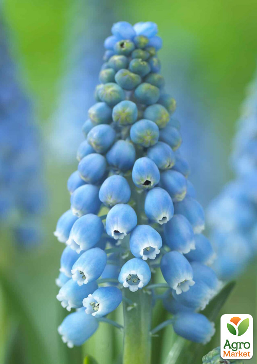 Мускари "Aqua Magic" 