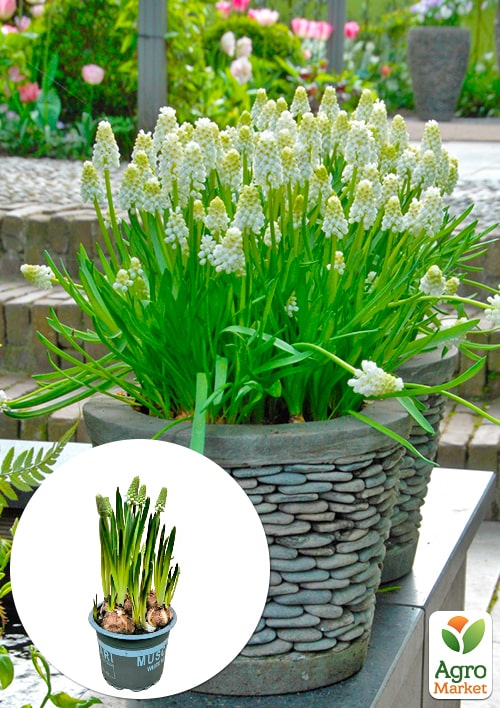 Мускари "White Magic" укорененные