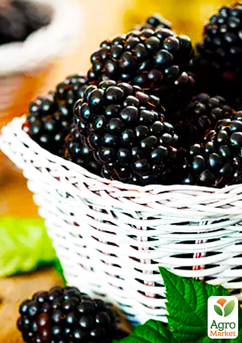 Ежевика поздняя "Честер" (Chester)