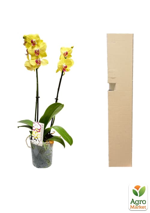 Орхідея Міні (Phalaenopsis) "Lemon" - фото 7