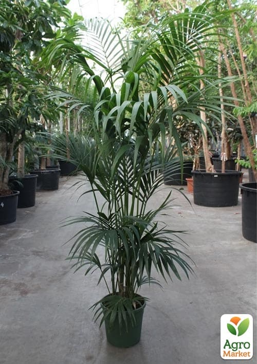 LMTD Пальма Ховея "Forsteriana" (висота 50-70см)