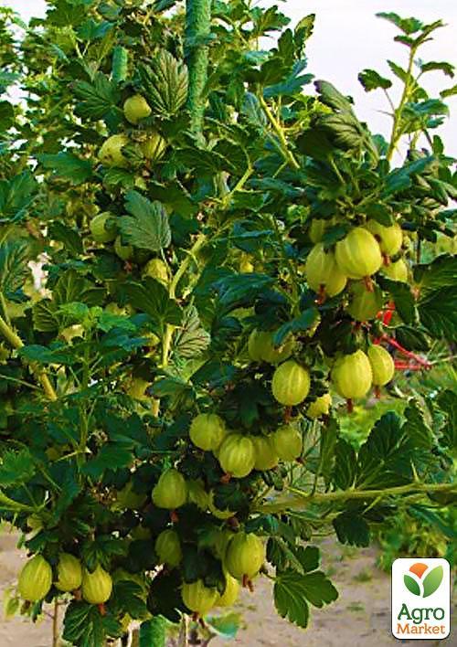 Крыжовник на штамбе "Резистент" (средний срок созревания) - фото 4