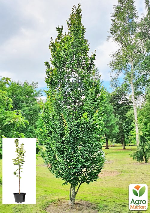 Граб звичайний "Fastigiata" С10