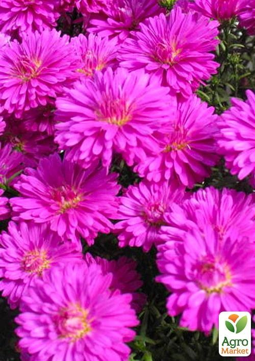 Астра ново-бельгийская "Henry I Pink" (контейнер № 10)