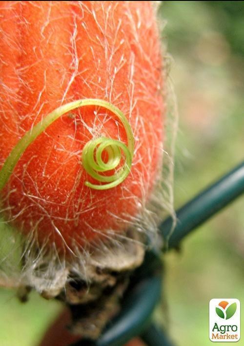 Огірок червоний "Захід" ТМ "Vesna Exclusive" 5шт - фото 2