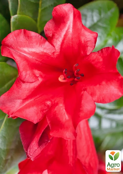 LMTD Рододендрон цветущий 2-х летний "Scarlet Wonder" (высота 20см) - фото 7