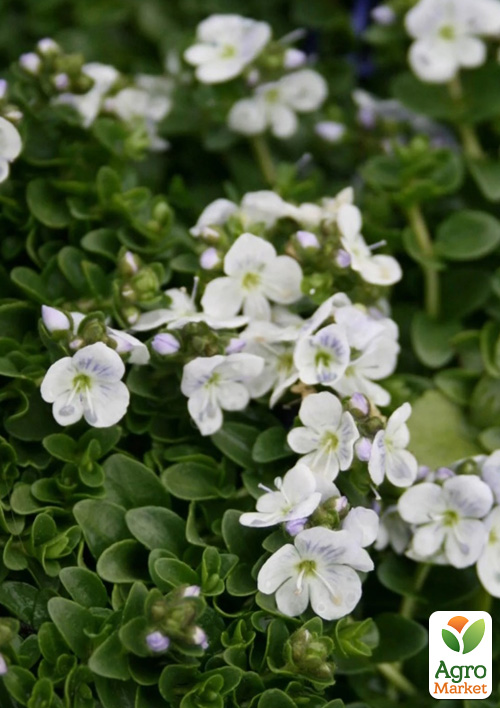 Вероника Простертая "Sunshine" (цветущий ковер)