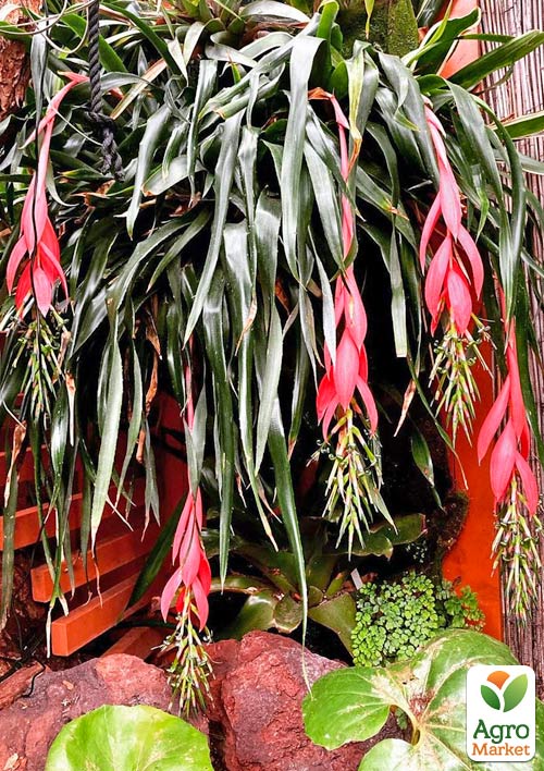 Бильбергия "Windii"