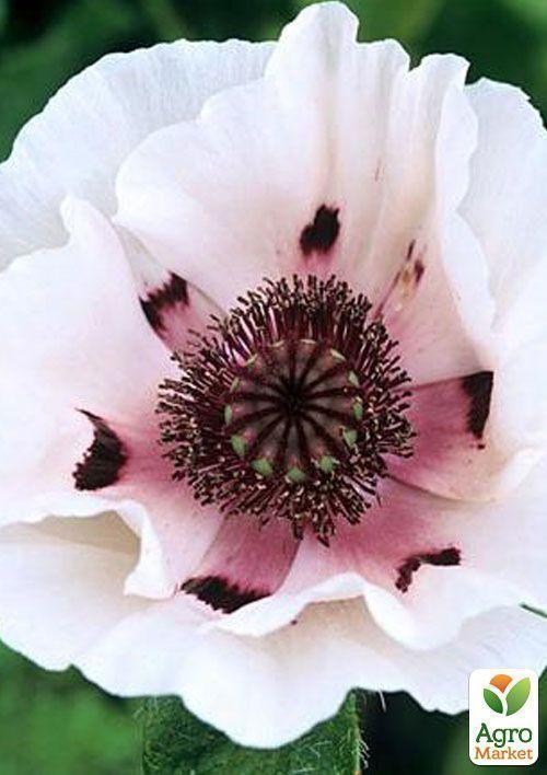 Мак "Queen Alexandra"